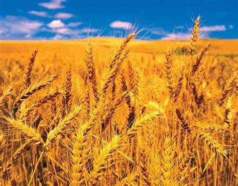 Wheat commodity